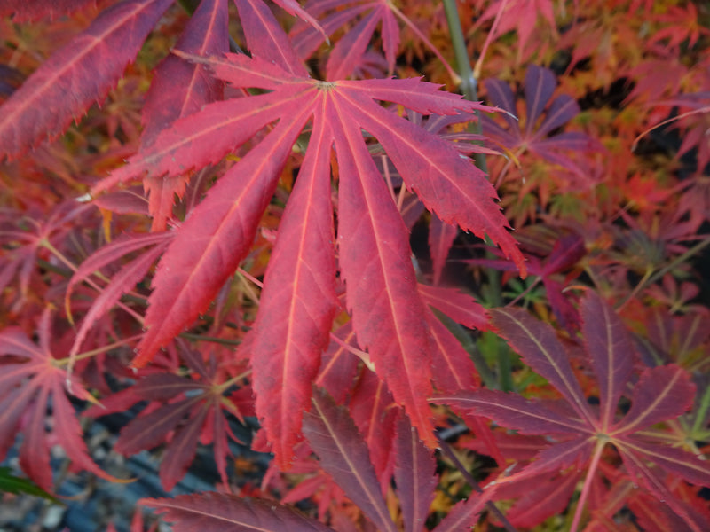 Acer shirasawanum 'Royalty' Red Full Moon Japanese Maple