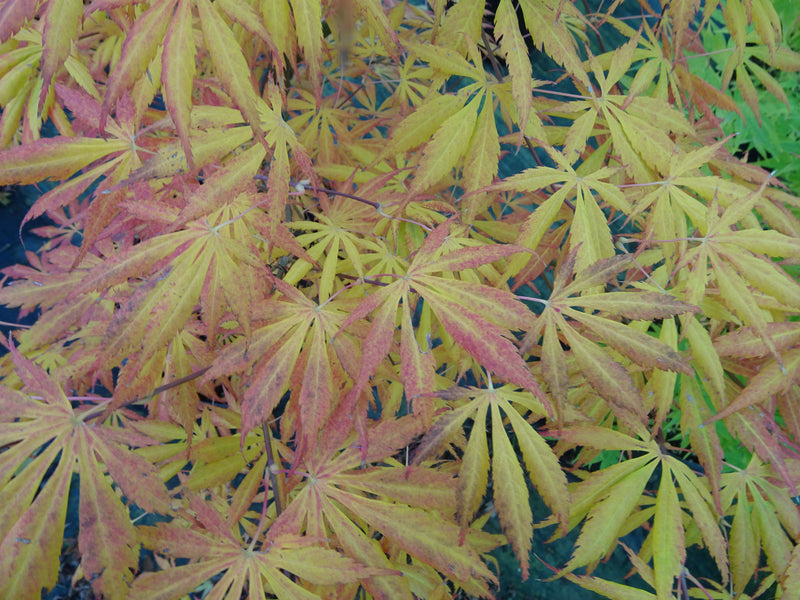 Acer shirasawanum 'Royalty' Red Full Moon Japanese Maple