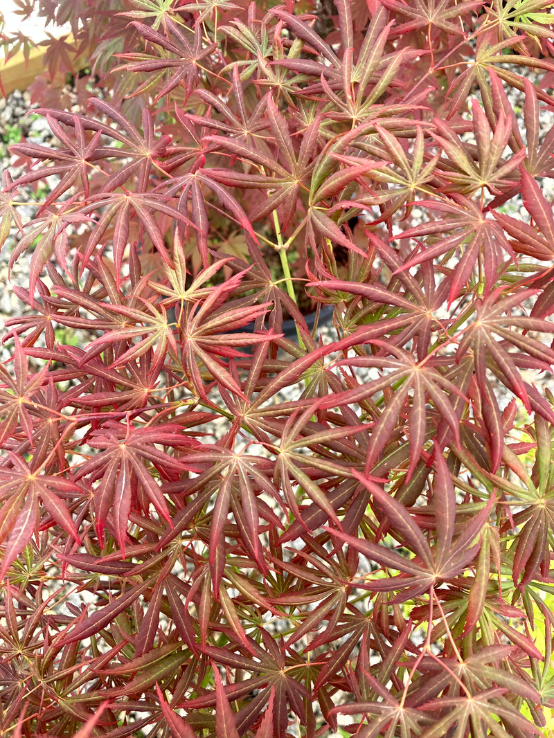 Acer shirasawanum 'Royalty' Red Full Moon Japanese Maple