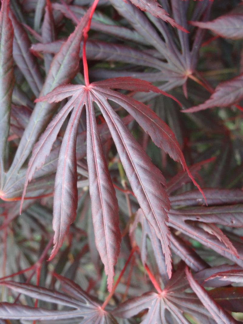 Acer shirasawanum 'Royalty' Red Full Moon Japanese Maple