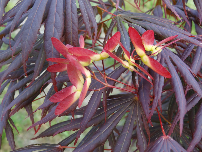 Acer shirasawanum 'Royalty' Red Full Moon Japanese Maple