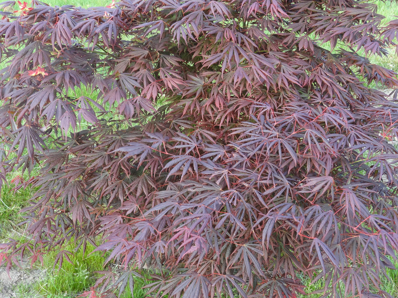 Acer shirasawanum 'Royalty' Red Full Moon Japanese Maple