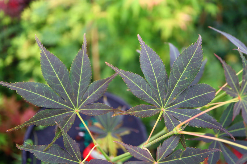 Acer palmatum 'Blackbeard's Gold' Japanese Maple