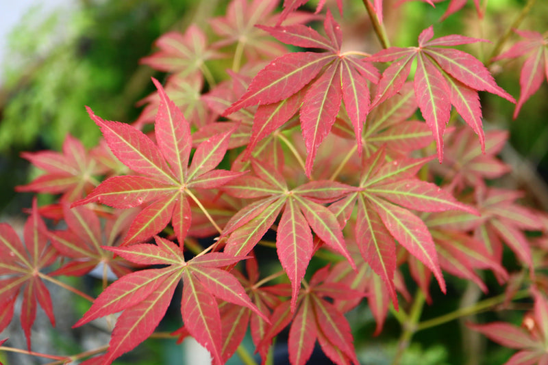 Acer palmatum 'Blackbeard's Gold' Japanese Maple