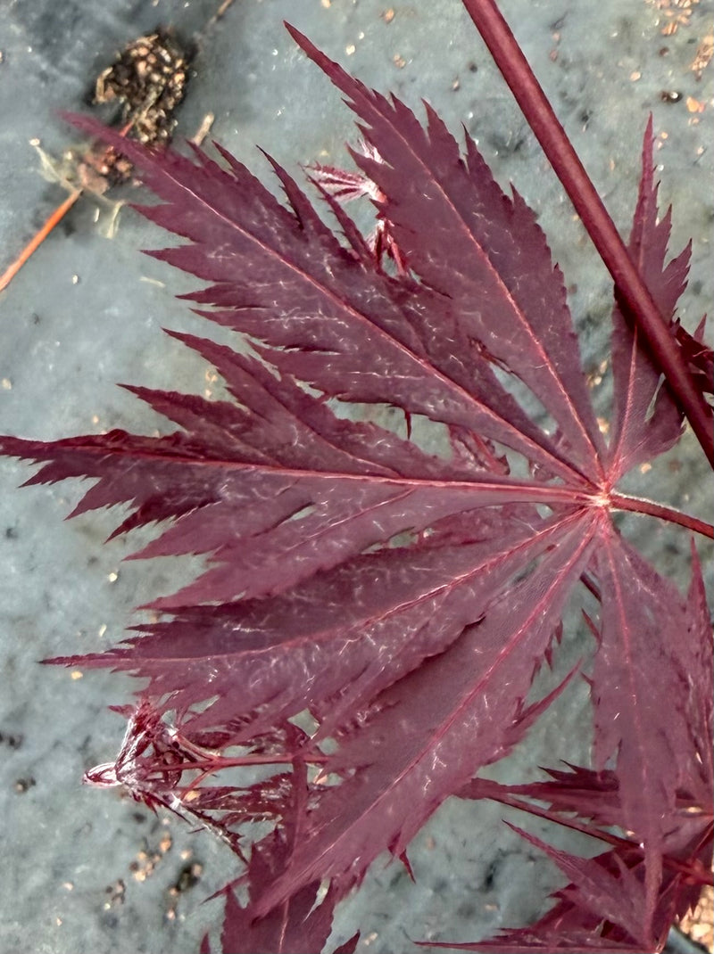 Acer palmatum 'Black Lace' Japanese Maple