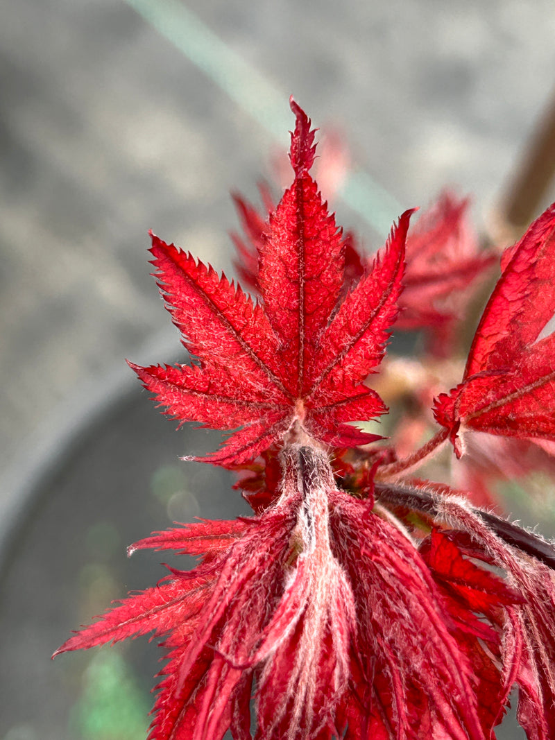 Acer palmatum 'Olsen's Frosted Strawberry' Japanese Maple