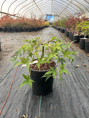 Acer palmatum 'Ryusen' Weeping Japanese Maple