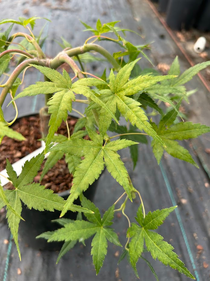 Acer palmatum 'Ryusen' Weeping Japanese Maple