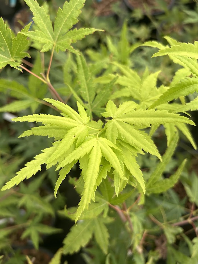 Acer palmatum 'Ryusen' Weeping Japanese Maple