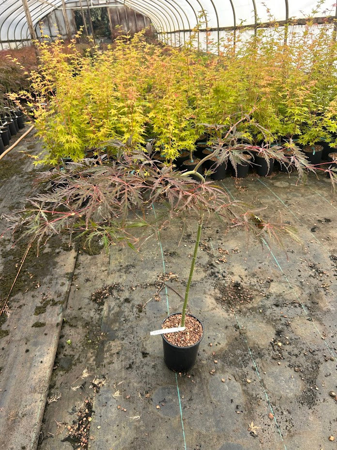 Acer palmatum 'Tamukeyama' Weeping Japanese Maple