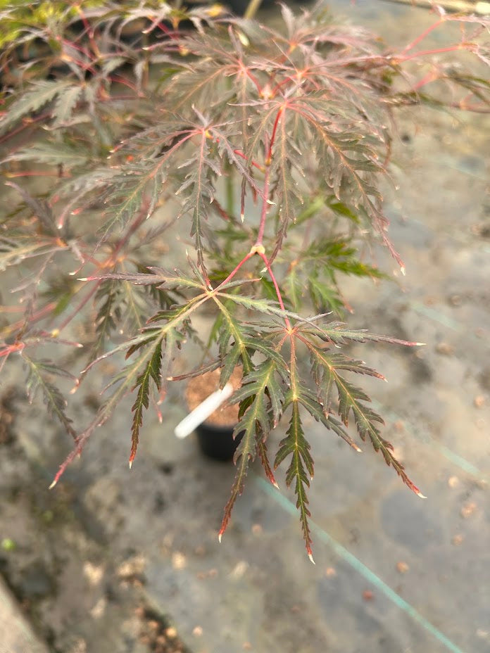 Acer palmatum 'Tamukeyama' Weeping Japanese Maple