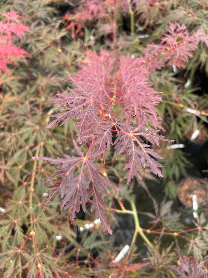 Acer palmatum 'Tamukeyama' Weeping Japanese Maple