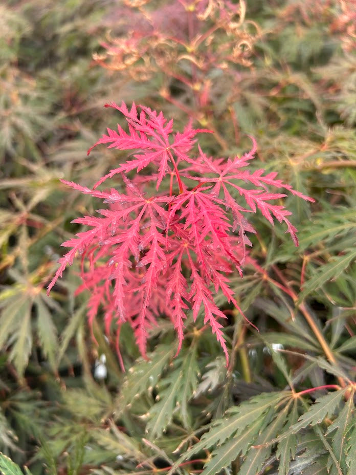 Acer palmatum 'Tamukeyama' Weeping Japanese Maple