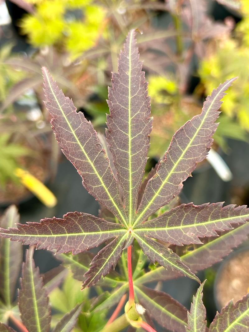Acer palmatum 'Blackbeard's Gold' Japanese Maple