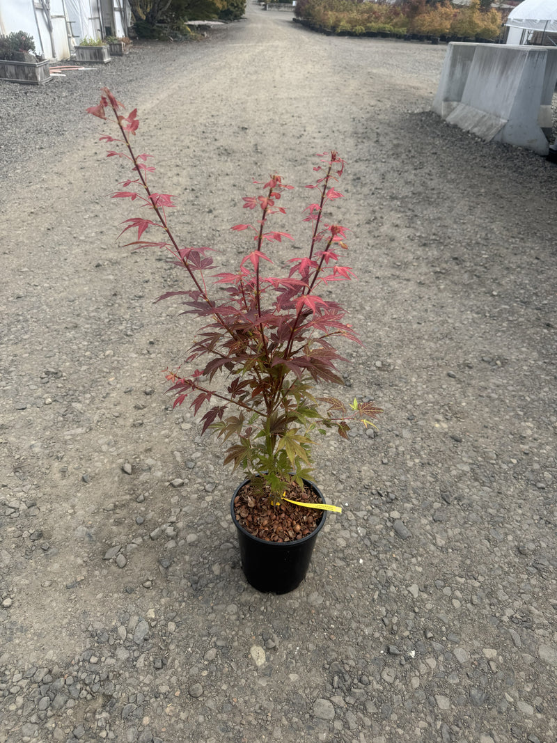 Acer palmatum 'Babe's Dwarf' Japanese Maple