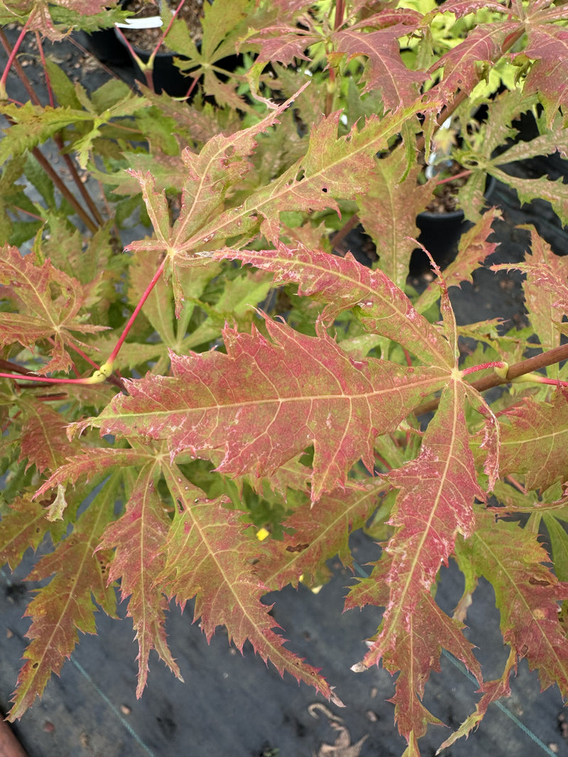 Acer palmatum 'Blonde Beauty' Japanese Maple