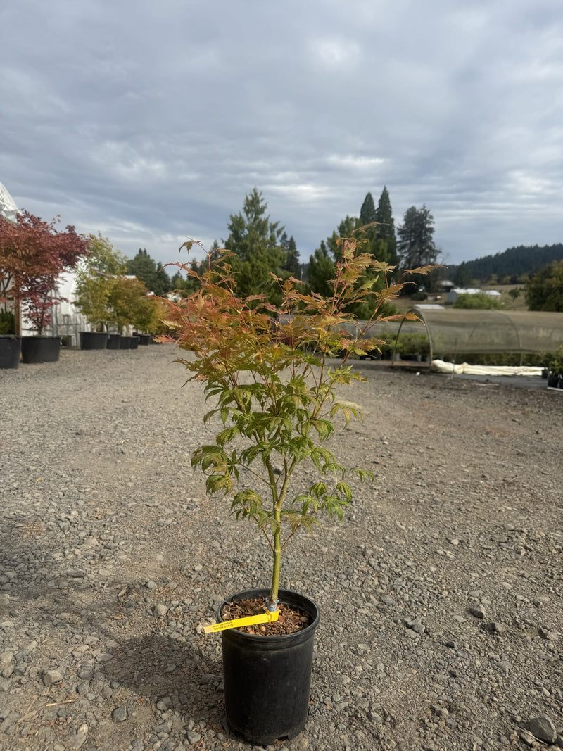 Acer palmatum 'Blonde Beauty' Japanese Maple