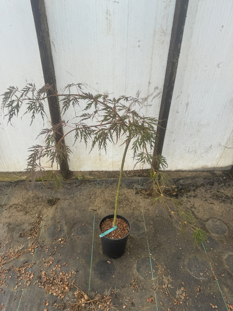 Acer palmatum 'Crimson Queen' Laceleaf Japanese Maple