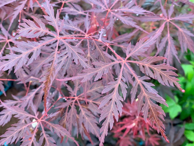 Acer palmatum 'Firefall' Weeping Red Japanese Maple
