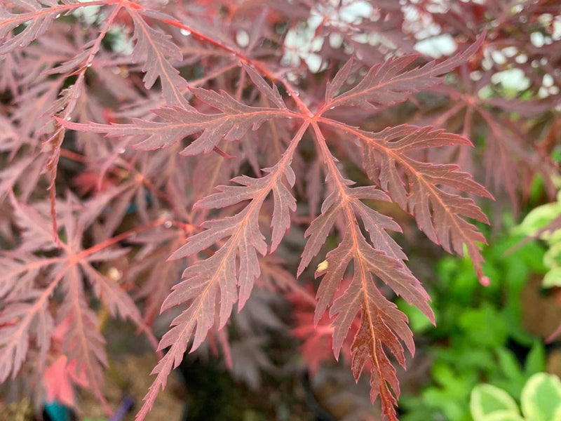 Acer palmatum 'Firefall' Weeping Red Japanese Maple