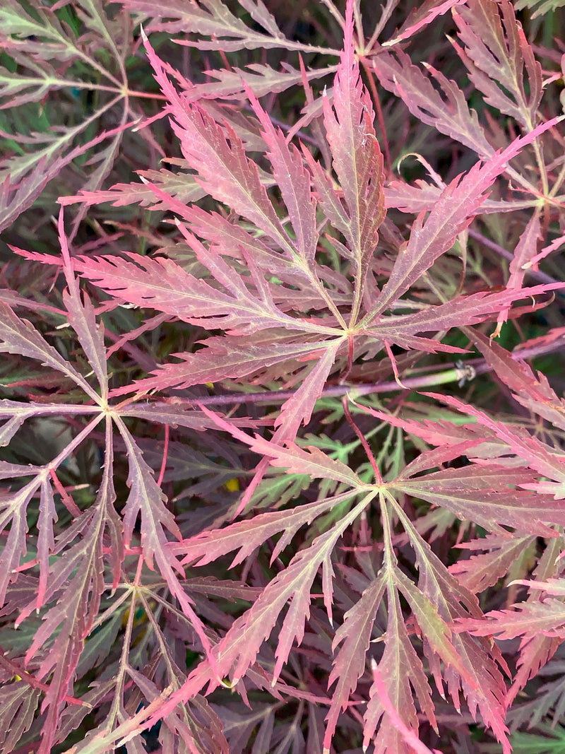 Acer palmatum 'Firefall' Weeping Red Japanese Maple