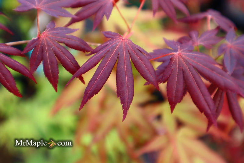 Acer palmatum 'Unicorn' Japanese Maple