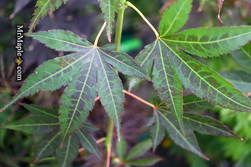 Acer palmatum 'Unicorn' Japanese Maple