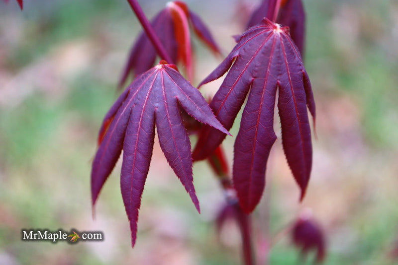 Acer palmatum 'Unicorn' Japanese Maple