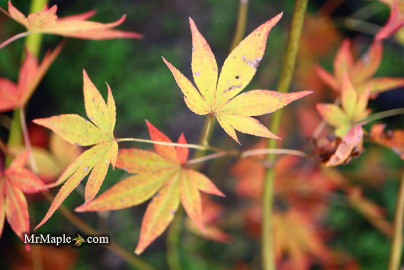 Acer palmatum 'Unicorn' Japanese Maple