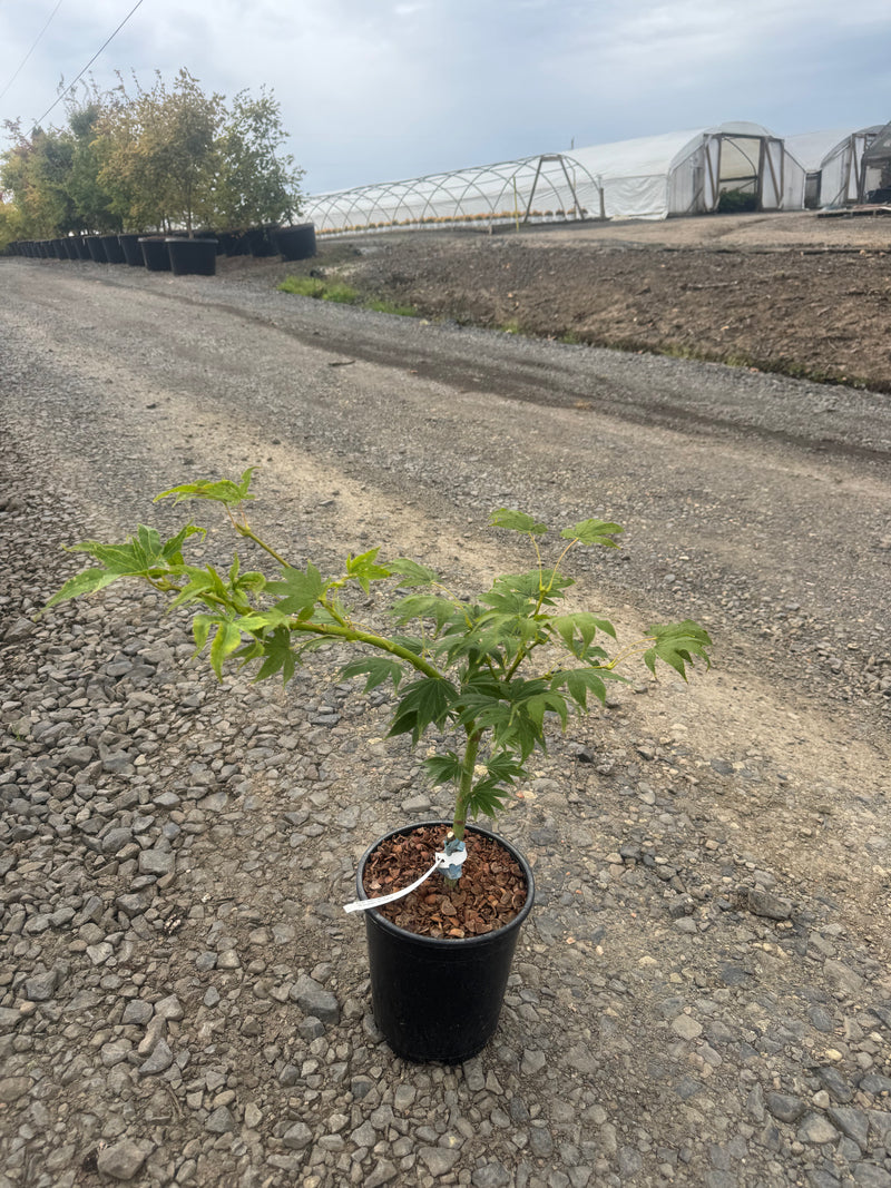 Acer palmatum 'Rikuzen shidare' Weeping Japanese Maple