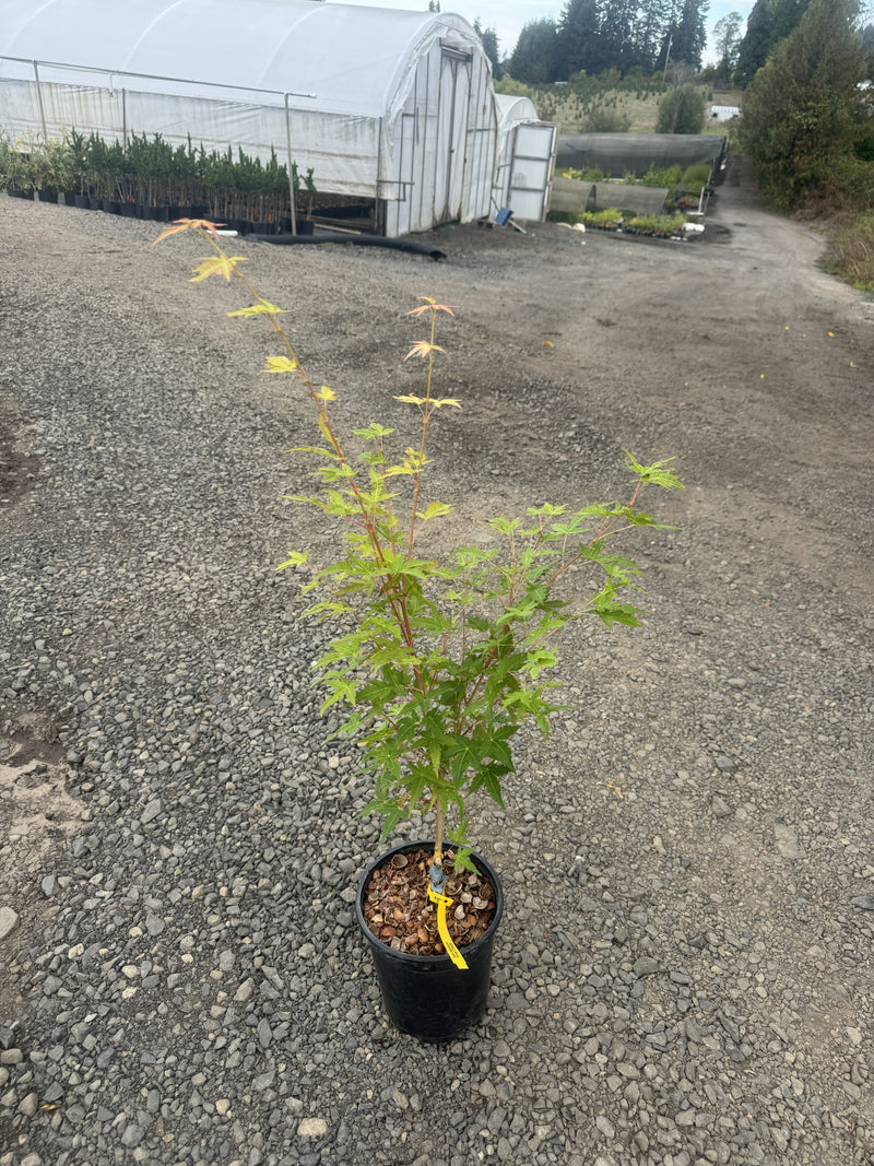 Acer palmatum 'Winter Orange' Orange Coral Bark Japanese Maple