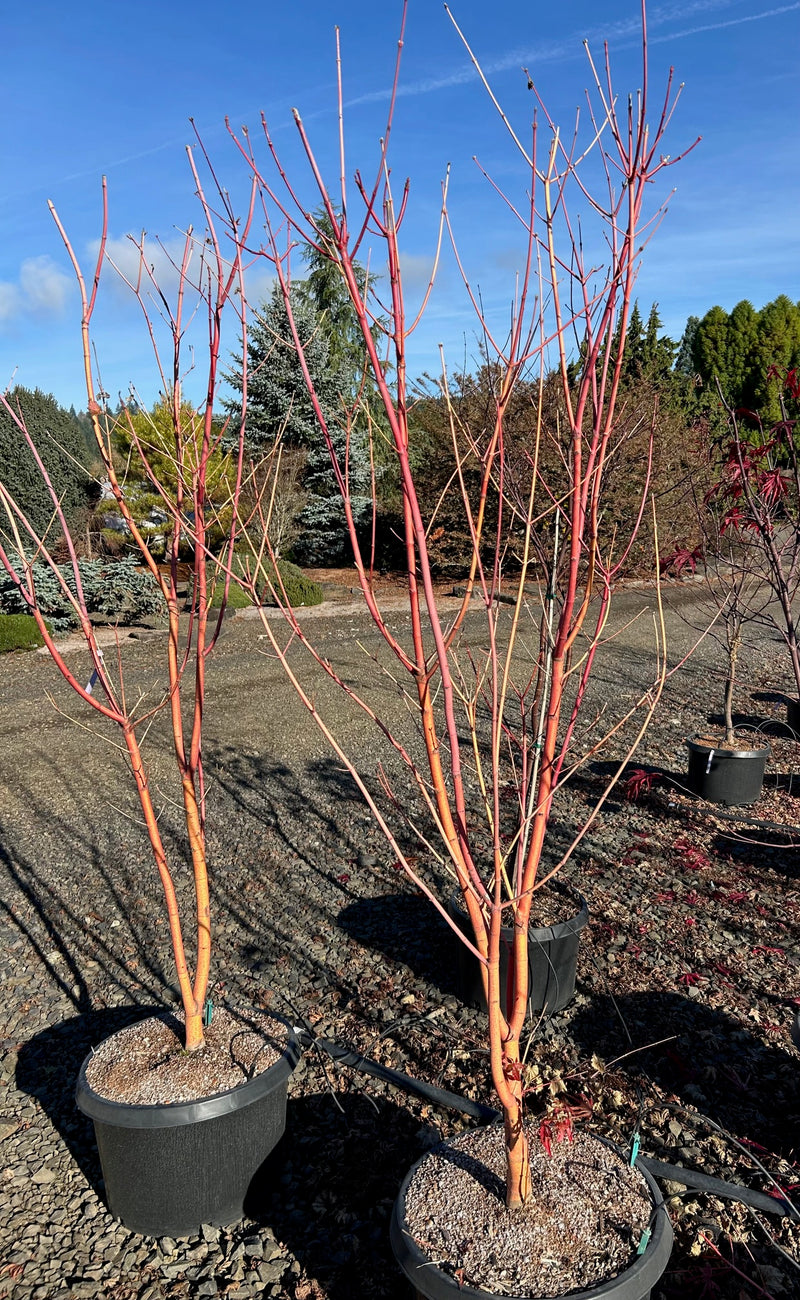 Acer circinatum 'Pacific Fire' Coral Bark Japanese Maple