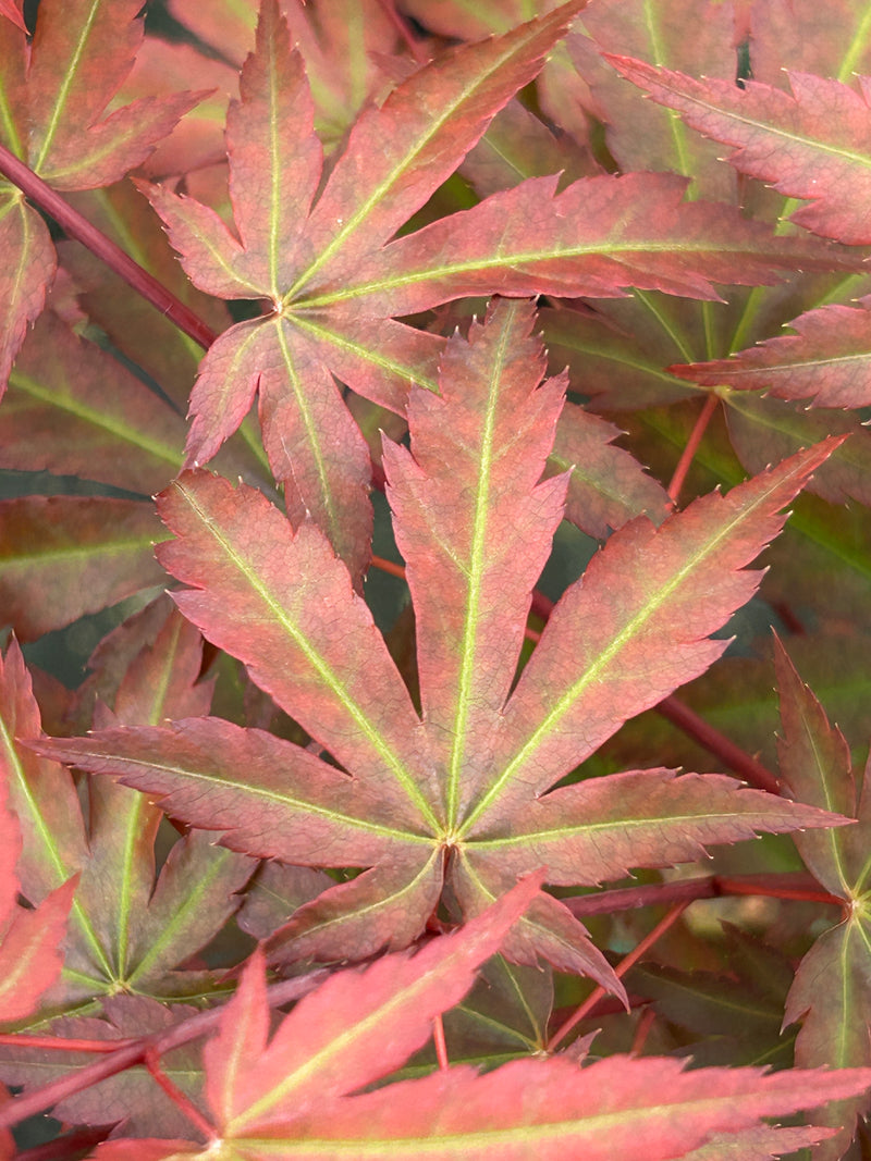 Acer palmatum 'Mila' Japanese Maple