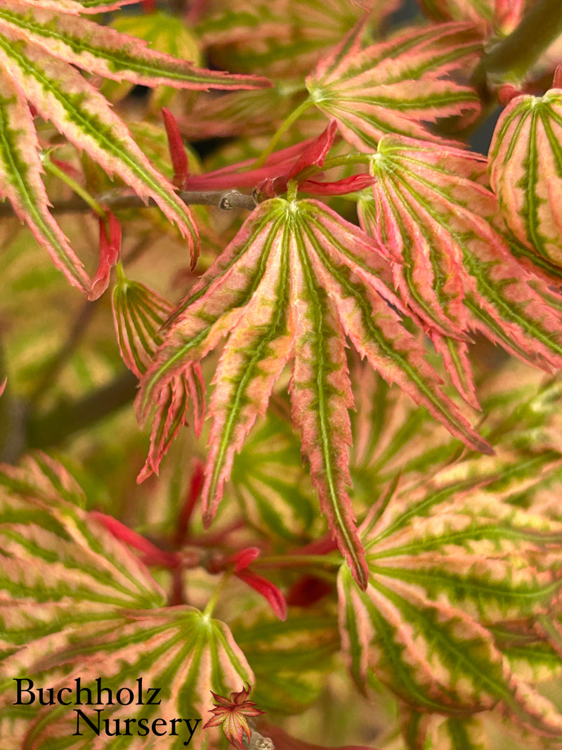Acer palmatum 'Ikandi' Japanese Maple