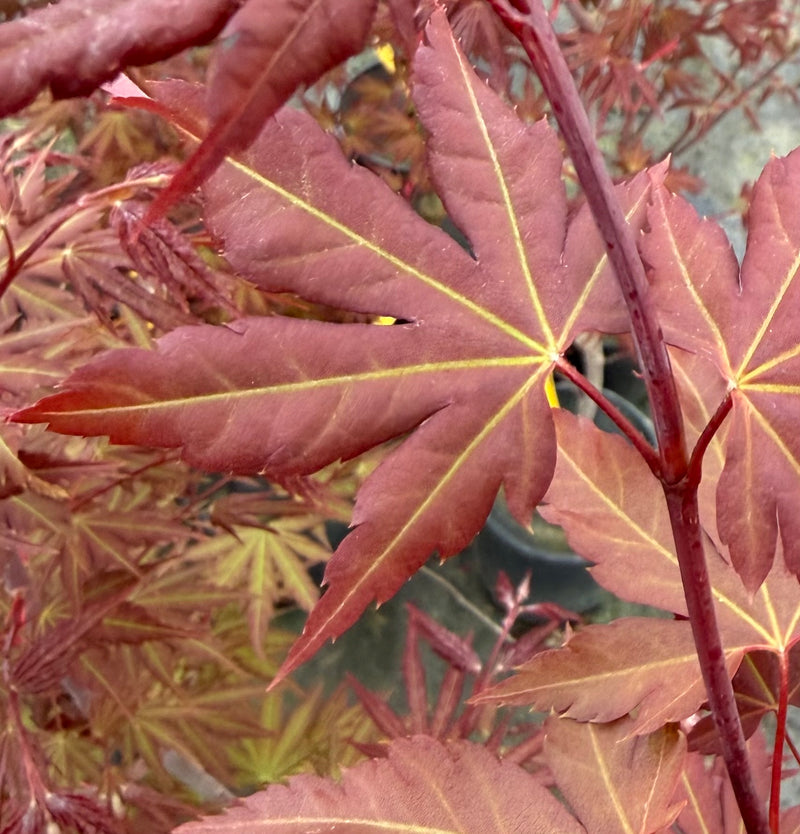 Acer palmatum 'Mila' Japanese Maple