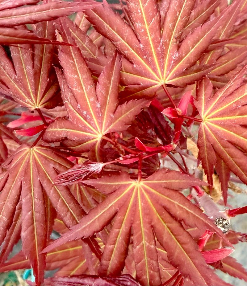 Acer palmatum 'Mila' Japanese Maple