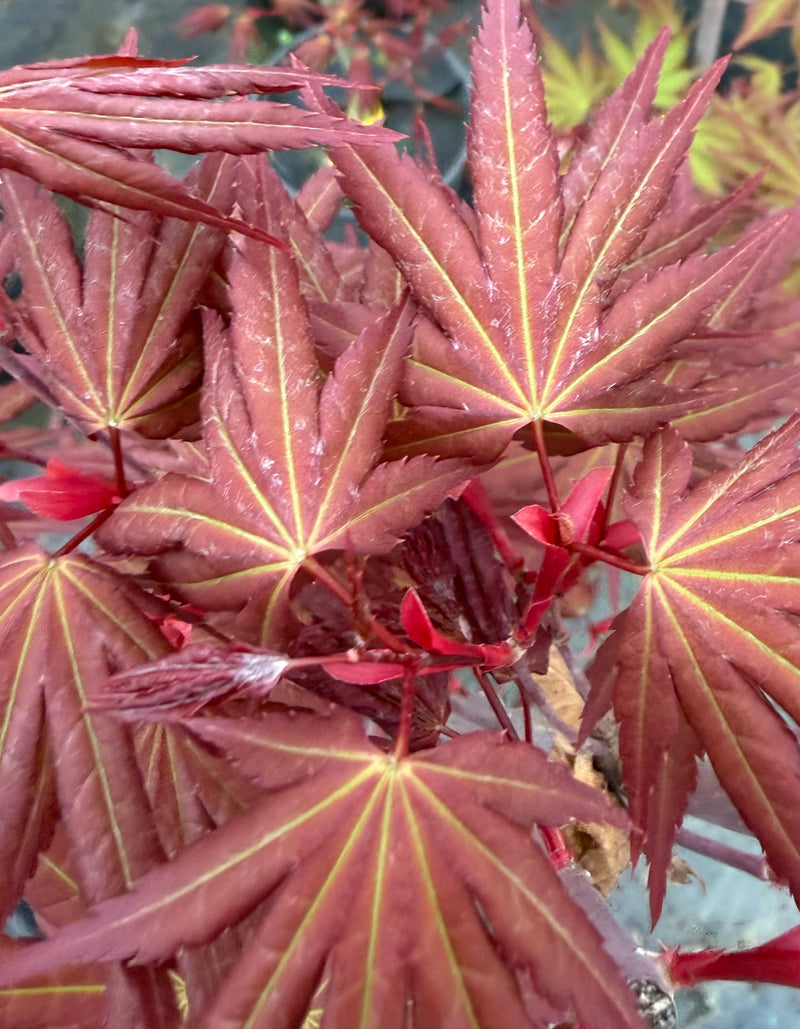 Acer palmatum 'Mila' Japanese Maple