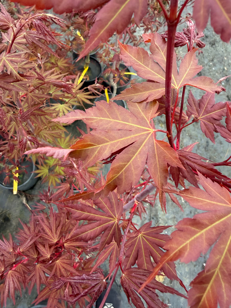 Acer palmatum 'Mila' Japanese Maple