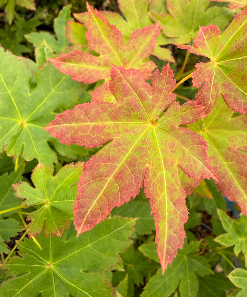 Acer palmatum 'Koyamadani nishiki' Japanese Maple
