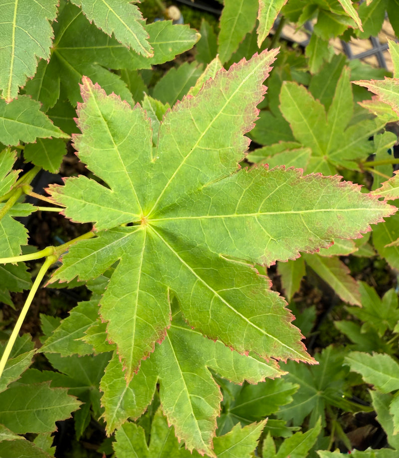 Acer palmatum 'Koyamadani nishiki' Japanese Maple
