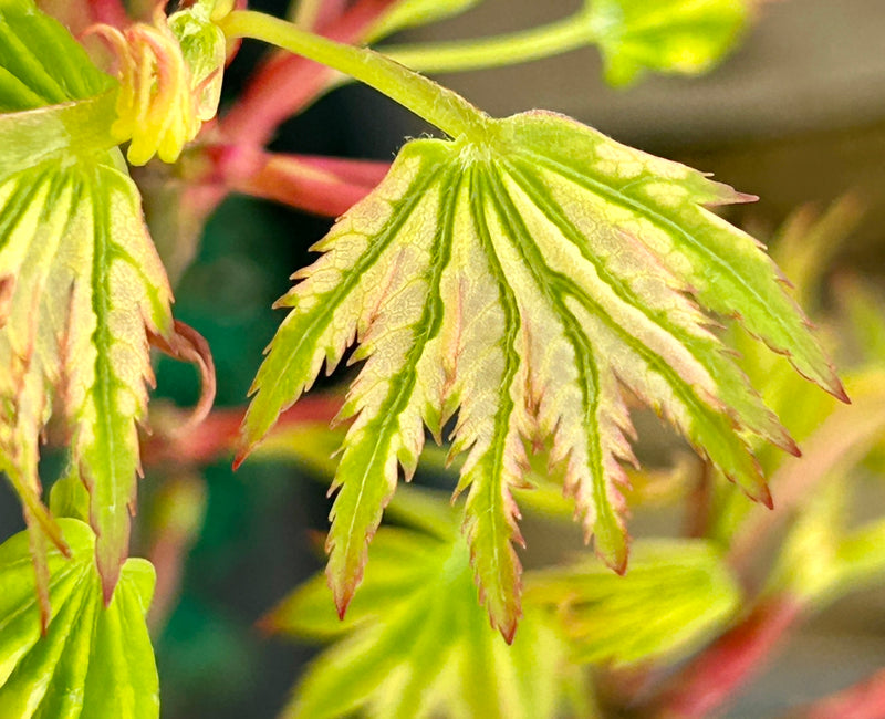 Acer palmatum 'Starry Skies' Japanese Maple