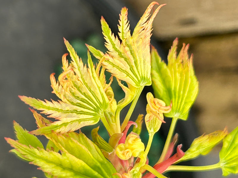 Acer palmatum 'Starry Skies' Japanese Maple