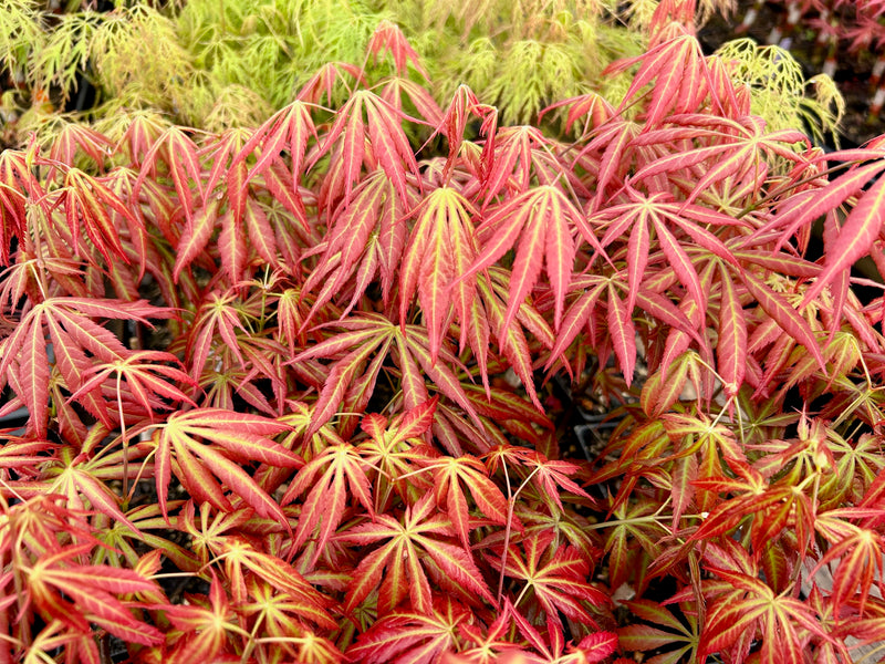 Acer shirasawanum 'Bronze Age' Japanese Maple