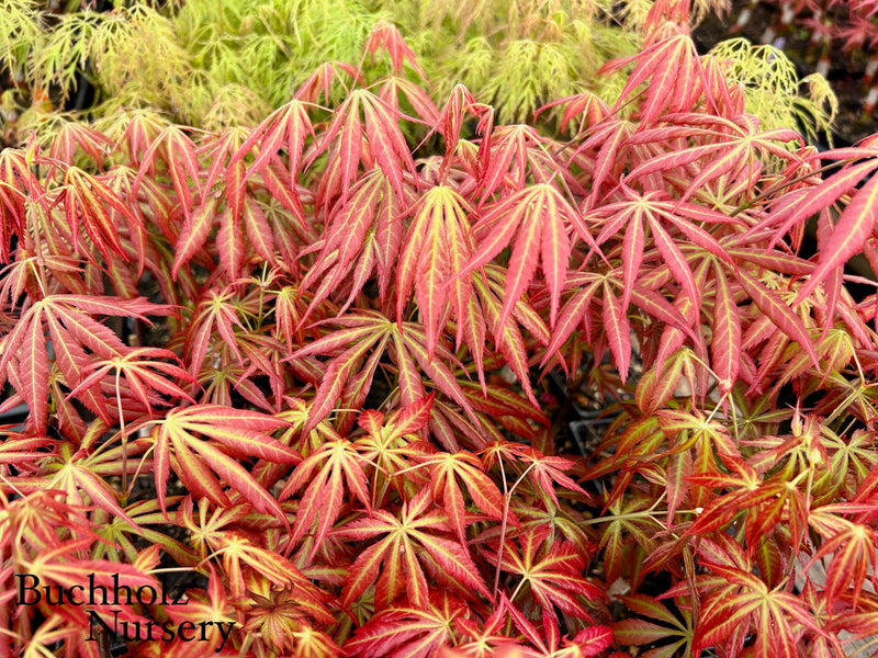 Acer shirasawanum 'Bronze Age' Japanese Maple