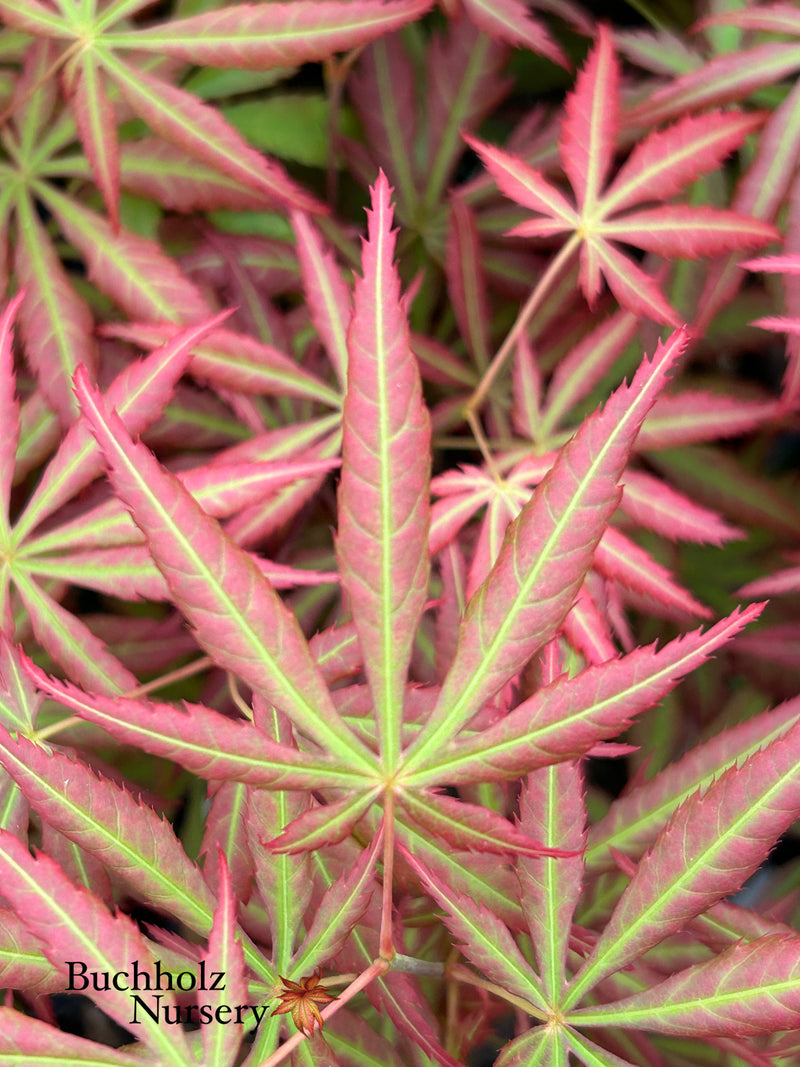 Acer shirasawanum 'Bronze Age' Japanese Maple