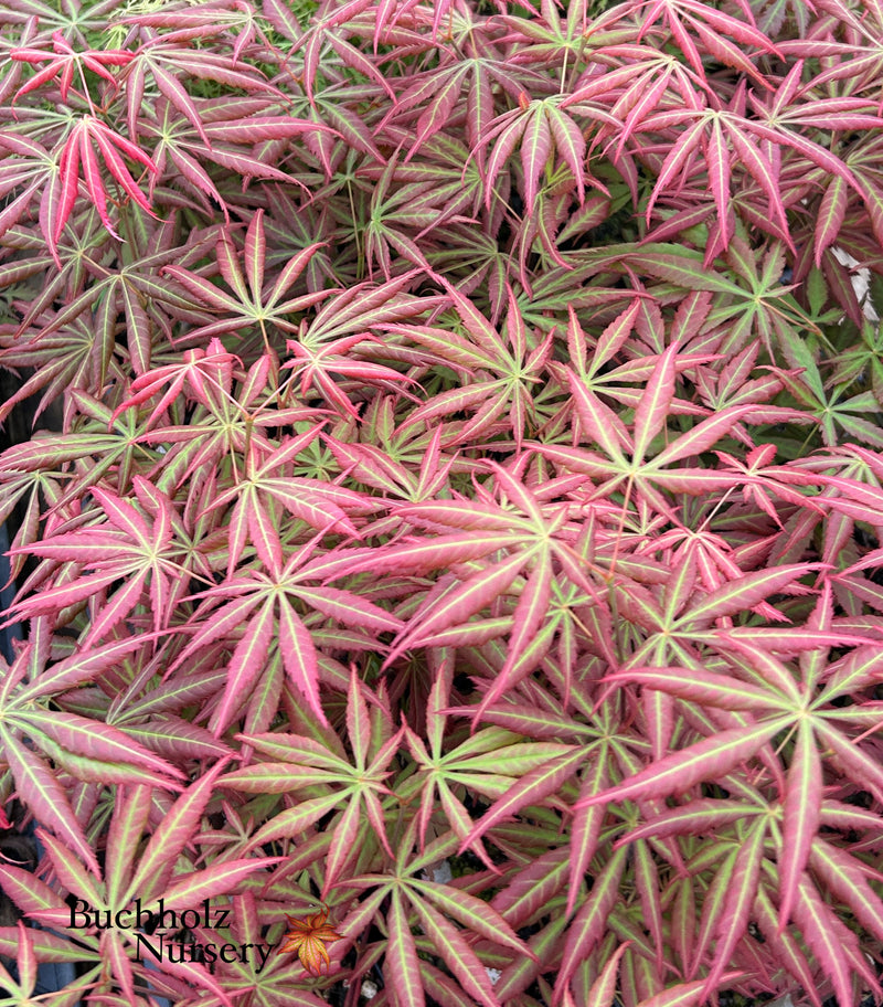 Acer shirasawanum 'Bronze Age' Japanese Maple