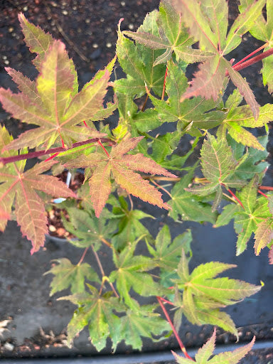 Acer palmatum 'Amber Ghost' Japanese Maple