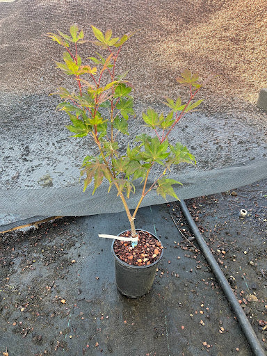 Acer palmatum 'Amber Ghost' Japanese Maple