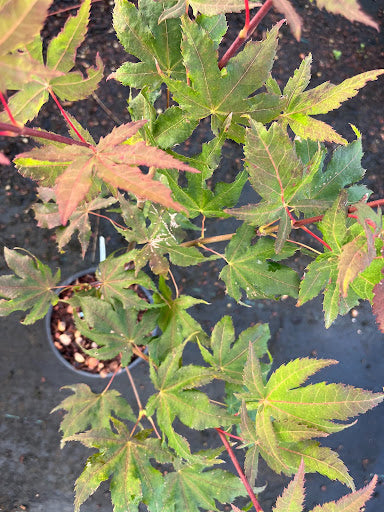 Acer palmatum 'Amber Ghost' Japanese Maple