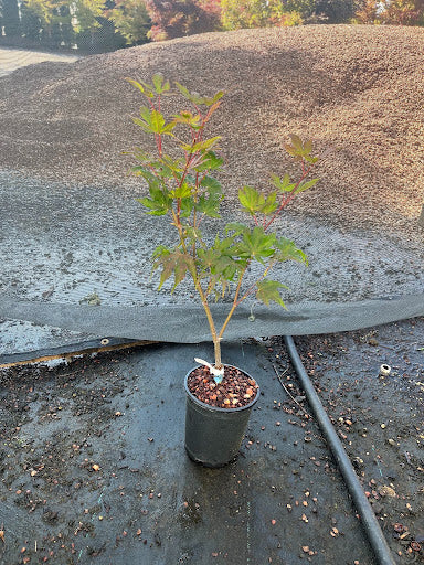 Acer palmatum 'Amber Ghost' Japanese Maple